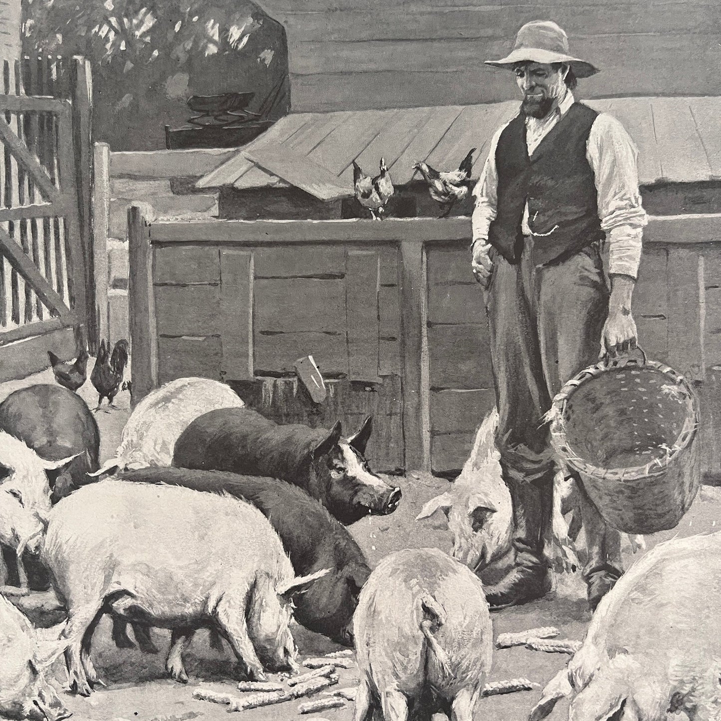 Pigs - Farming Scene - Original 1904 A.B. Frost Art Print V26-4