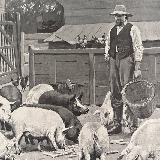 Pigs - Farming Scene - Original 1904 A.B. Frost Art Print V26-4