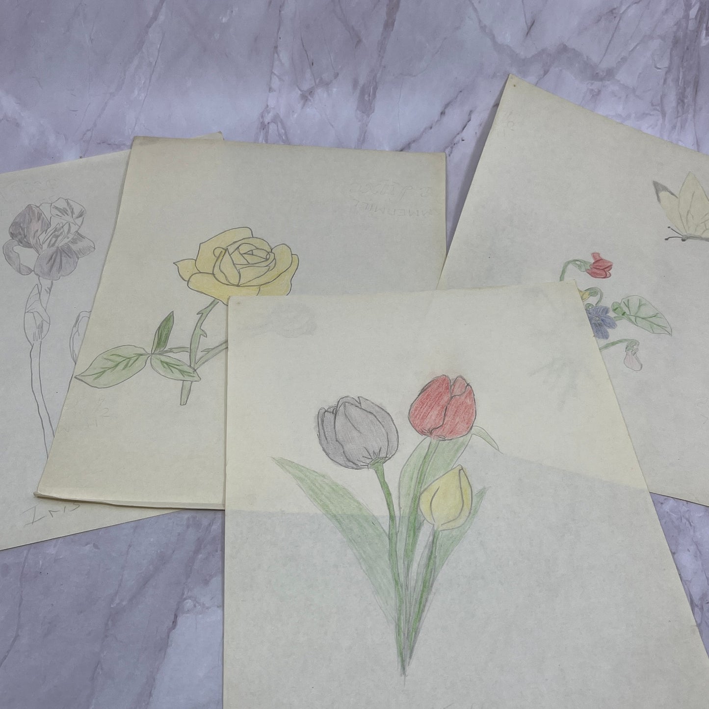 1940s Lot Flower Floral Sketches & Studies Winifred Schutsky Pratt Institute TC5