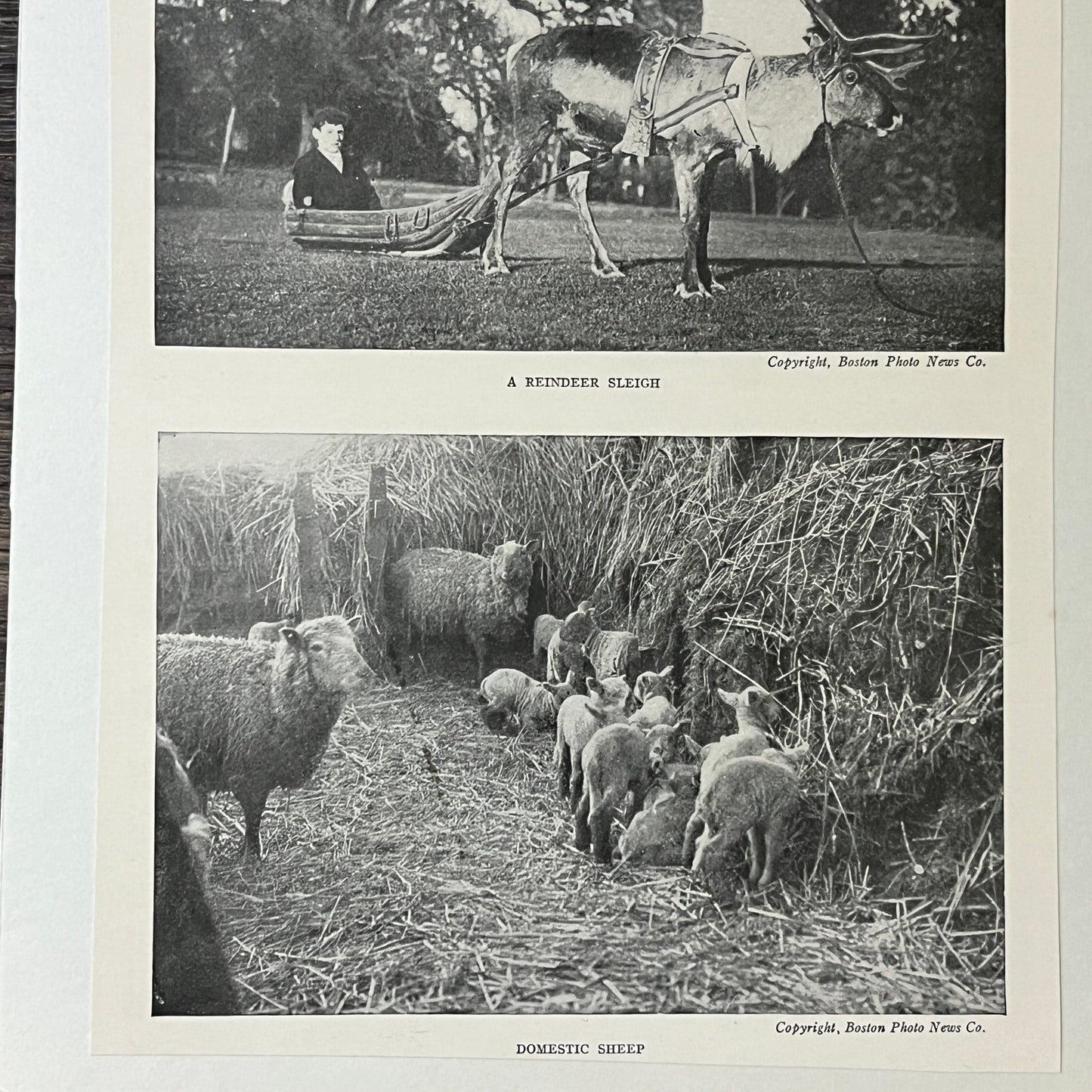 Antique Reindeer Sleigh & Domestic Sheep Photo 6x9 Vintage Print V2
