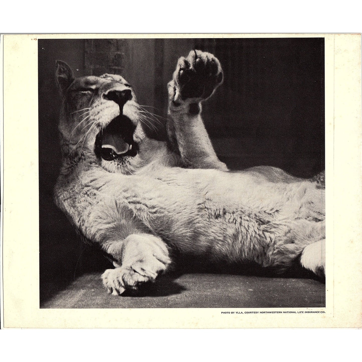 Vintage Photo of a Lioness by Ylla Art Print 8x10 V4