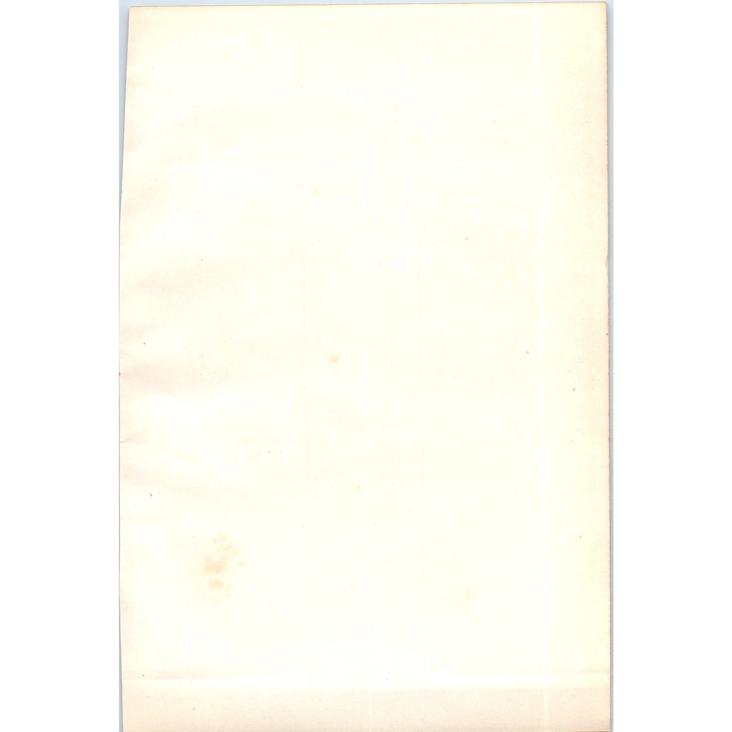 Little Stint Bird 1903 Original Color Engraving Plate Print AD8-B7