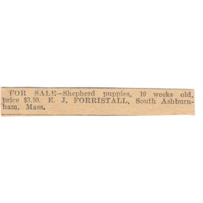 Shepherd Puppies E.J. Forristall South Ashburnham MA 1905 Magazine Ad AF1-NES4