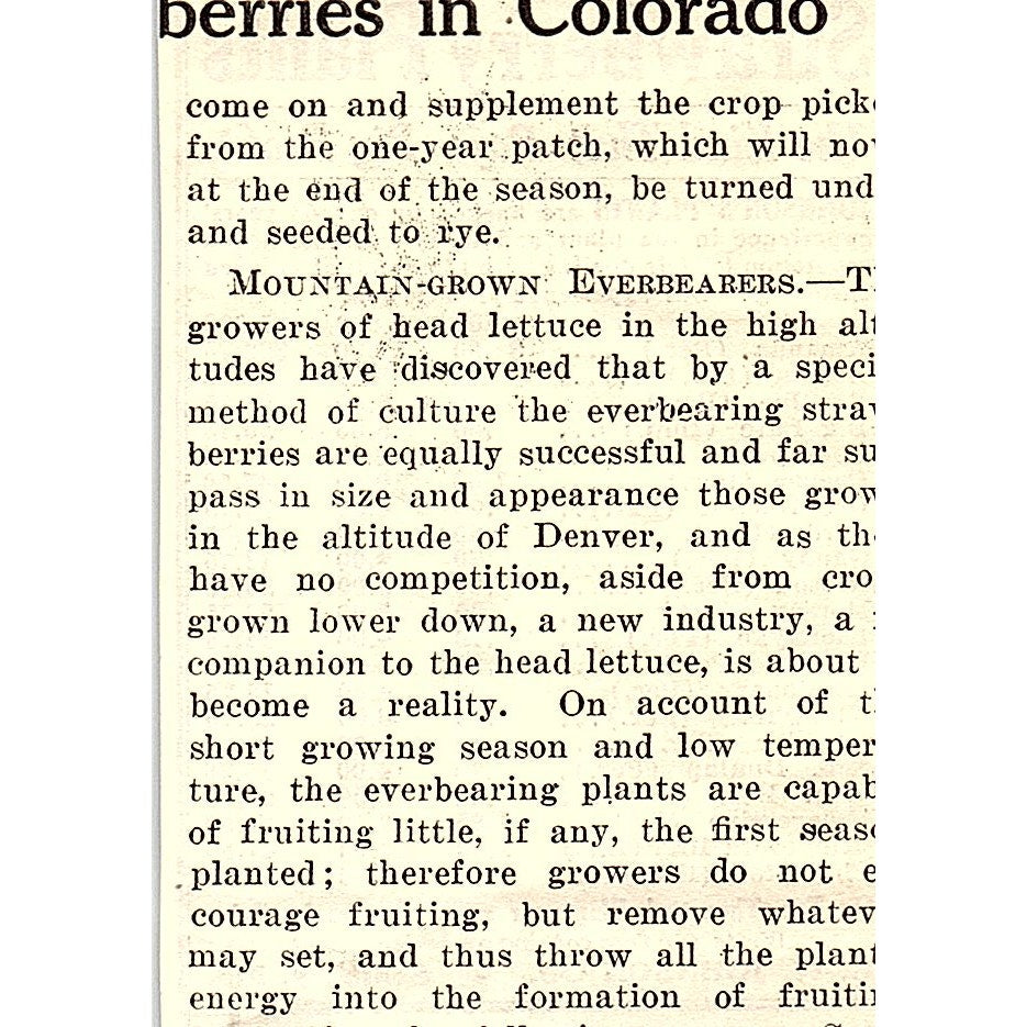 E.W. Johnson Co Strawberry Plants Salisbury MD 1924 Ad AG3-M3