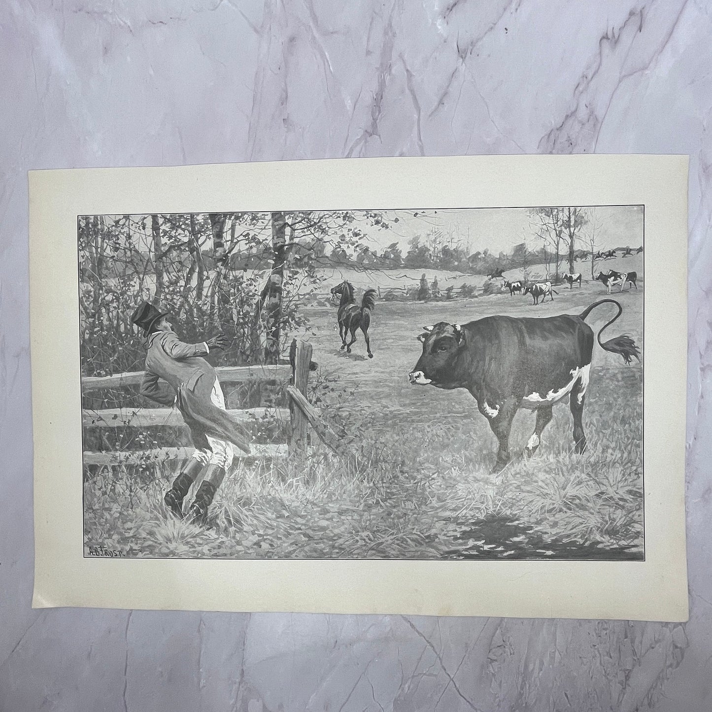 The Sick Cow - Original 1904 A.B. Frost Art Print V14-3