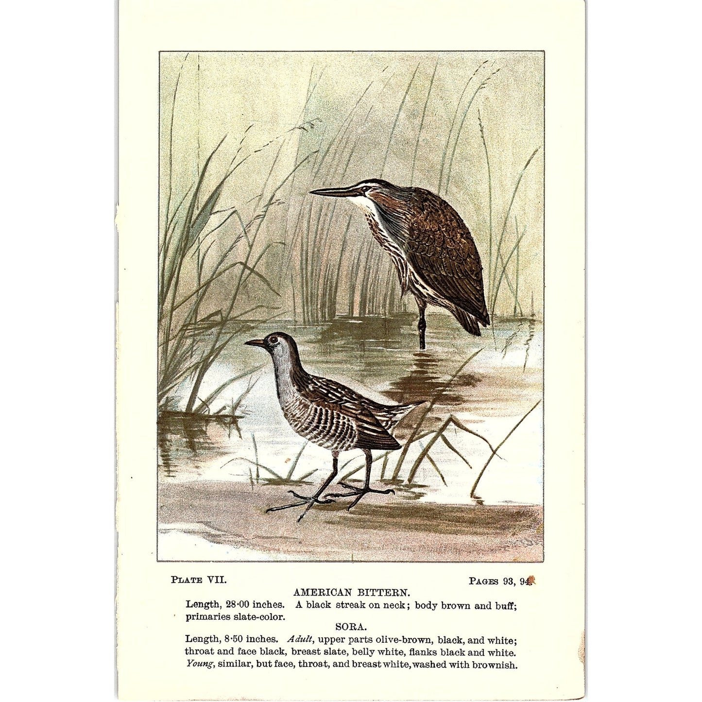 American Bittern & Sora Bird 1901 Original Color Engraving Plate AF3-12