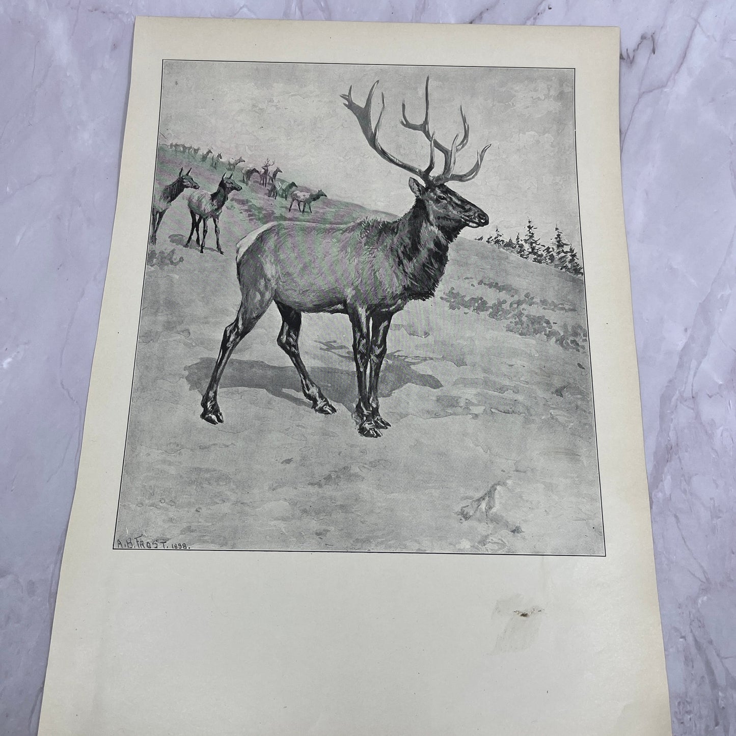 King of the Herd - Elk - Original 1904 A.B. Frost Art Print V14-3