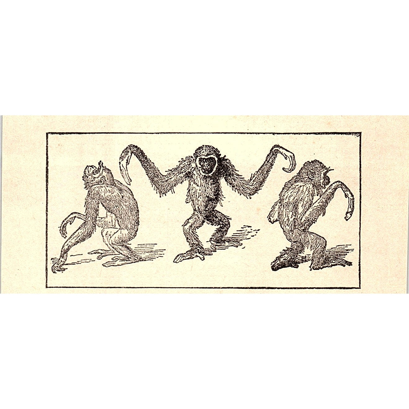 3 Monkeys Orangutans 1902 Engraving Plate AF4-M1