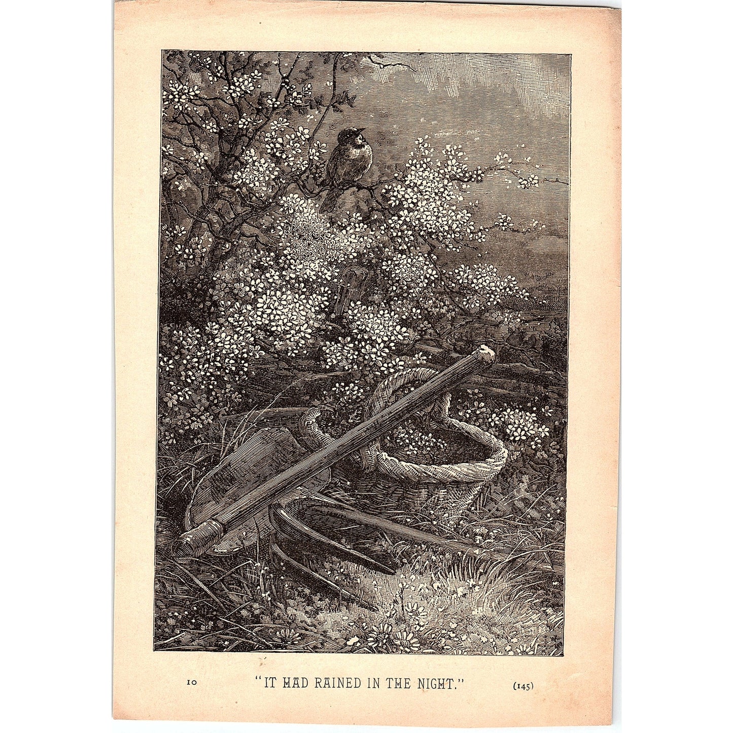 It Had Rained in the Night - Garden Cherry Blossom Scene 1884 Engraving TA5-CJ-1