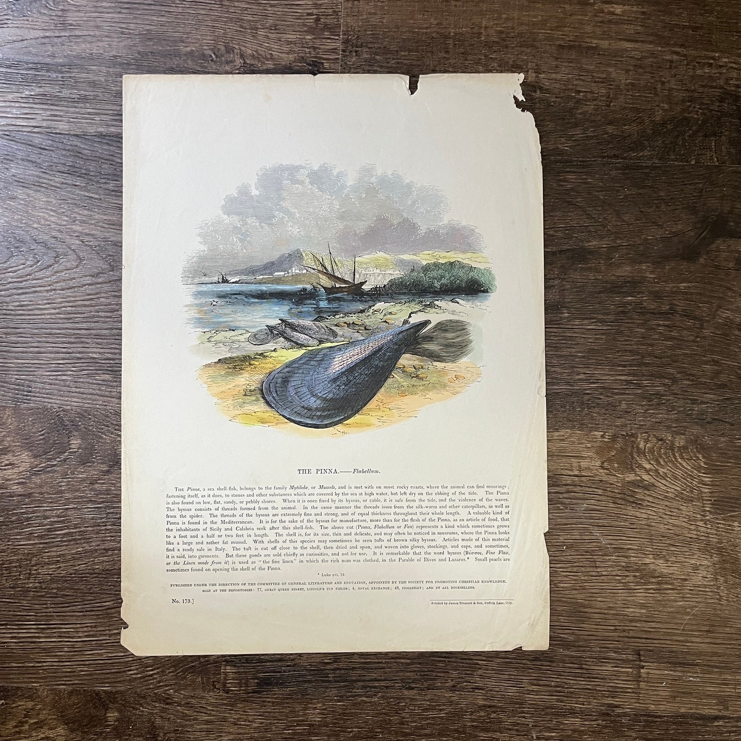 1843 The Pinna Engraving Society for Promoting Christian Knowledge 11x15 V3