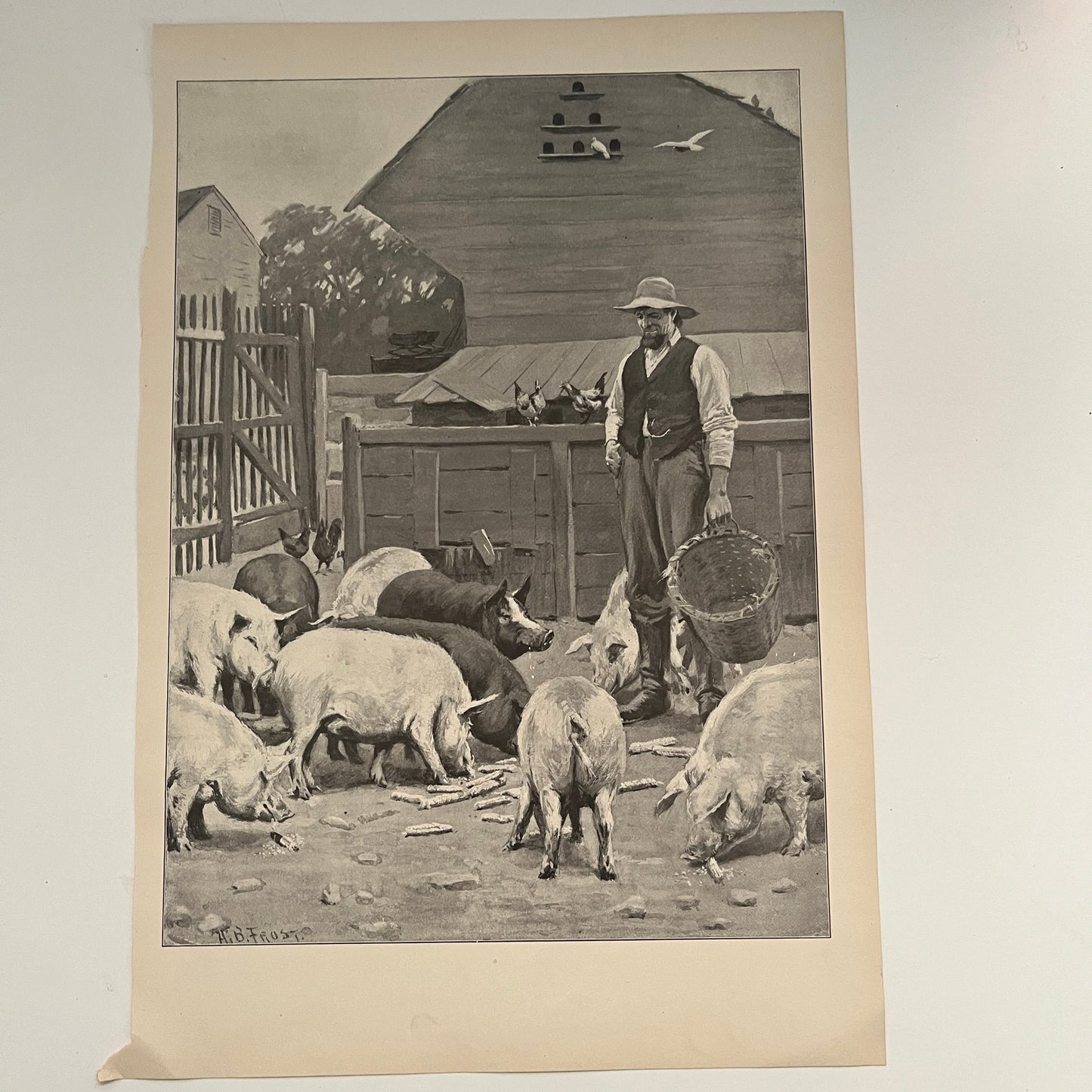 Pigs - Farming Scene - Original 1904 A.B. Frost Art Print V26-4