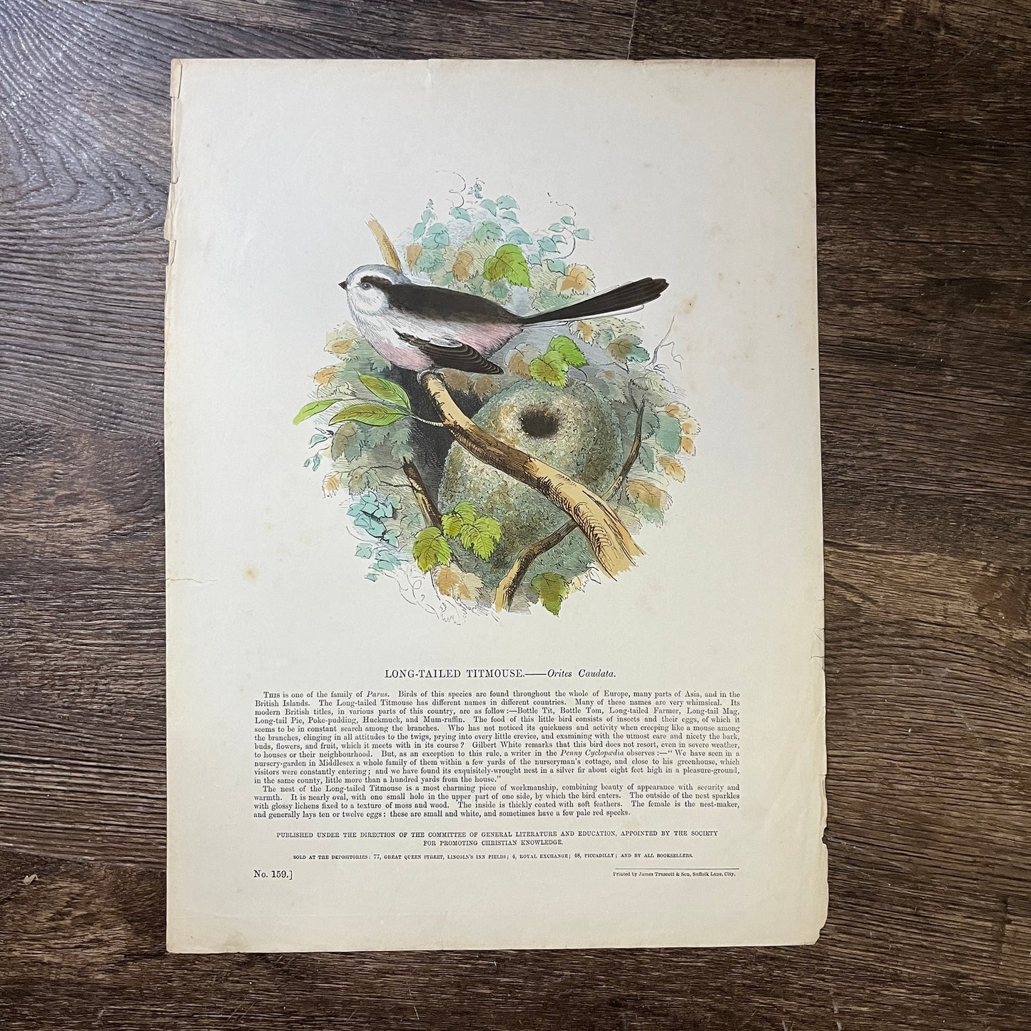1843 Long-Tailed Titmouse Engraving Society for Christian Knowledge 11x15 V3