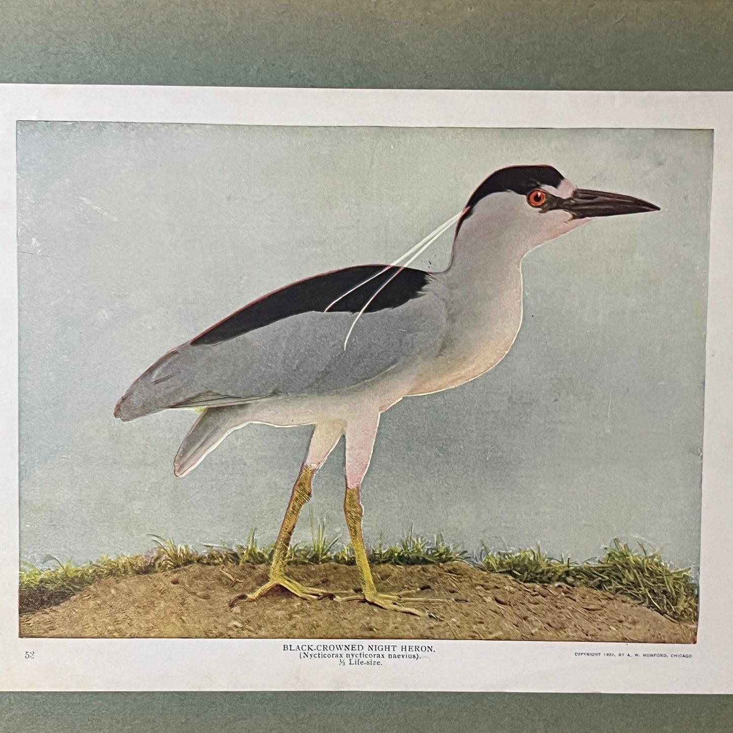 1901 Black-Crowned Night Heron A.W. Mumford - 9x12 Mounted Art Print V2