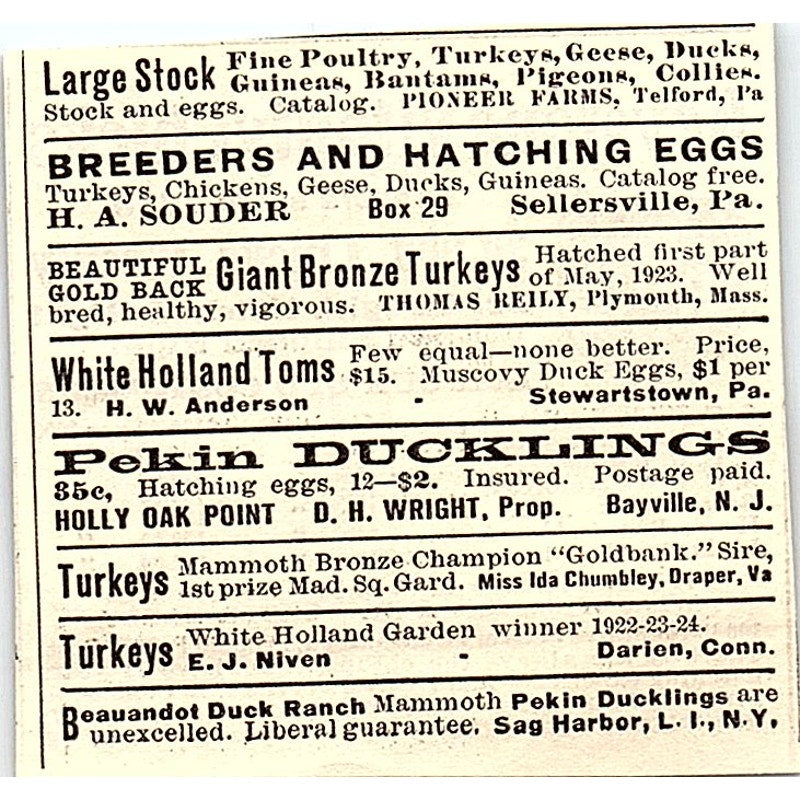 Keystone Vitality Chicks- The Keystone Hatchery Richfield PA 1924 Ad AG3-S18
