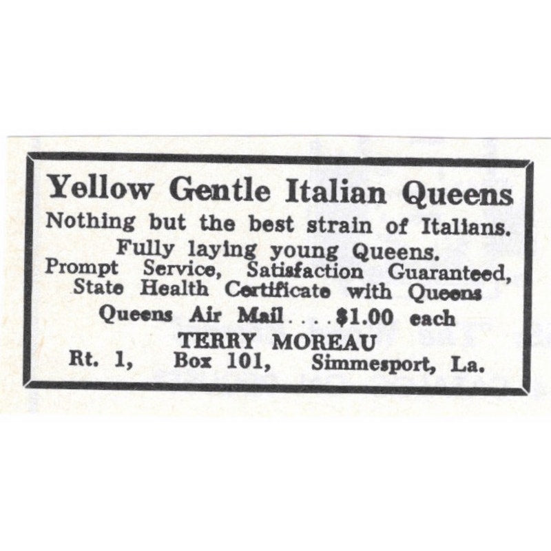 Yellow Gentle Italian Queens Terry Moreau Simmesport LA 1964 Magazine Ad AK6-S15