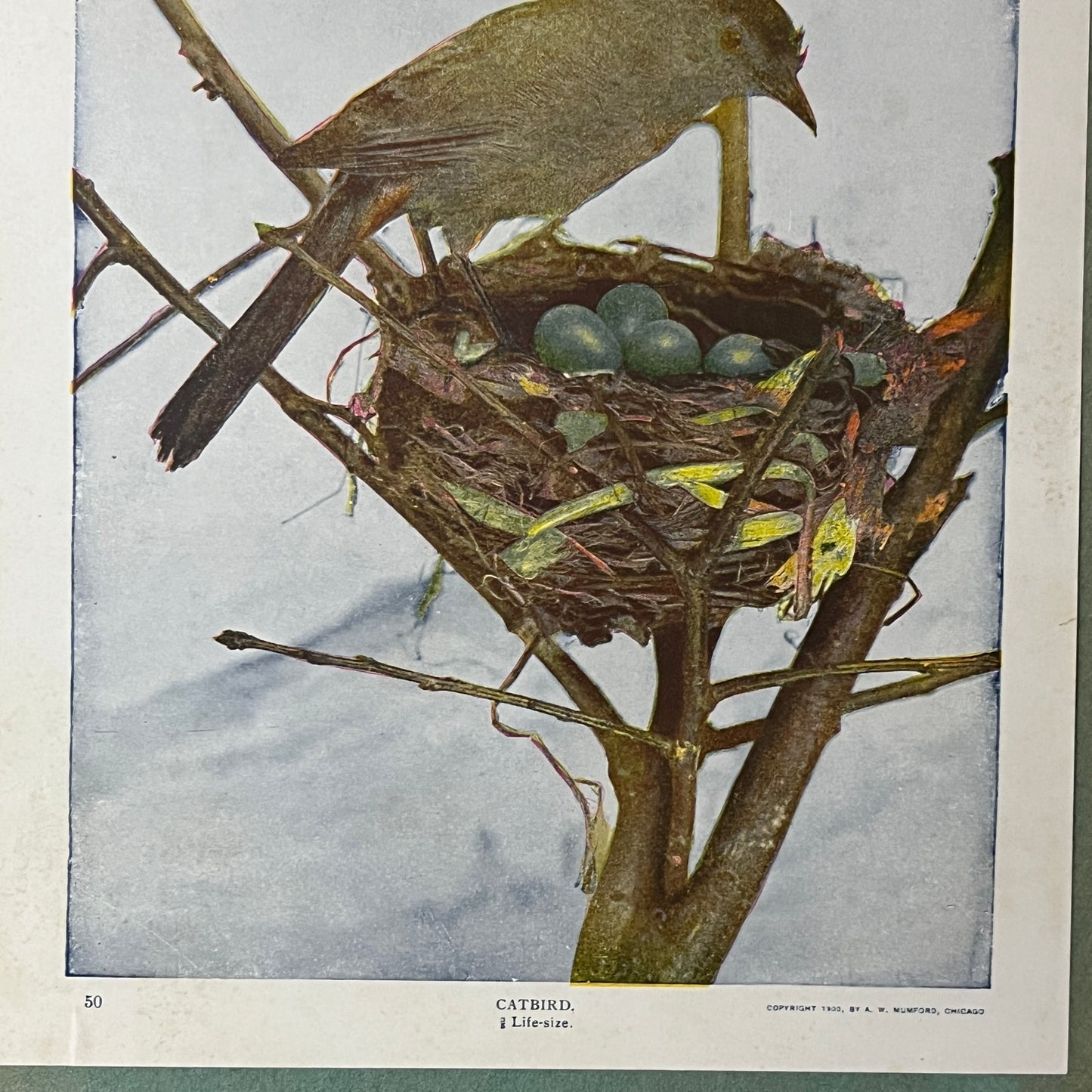 1901 Life-Sized Catbird in Nest A.W. Mumford - 9x10 Mounted Art Print V2
