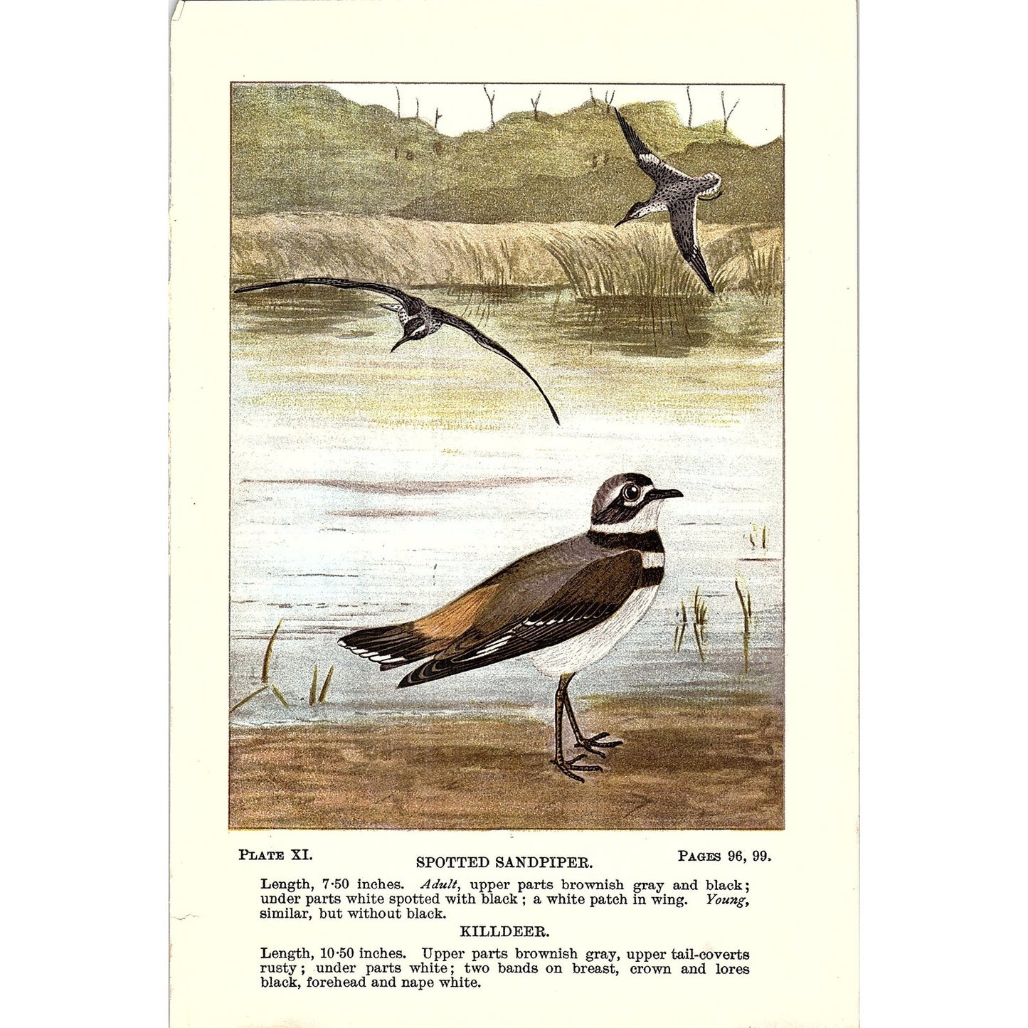 Spotted Sandpiper & Killdeer Bird 1901 Original Color Engraving Plate AF3-12