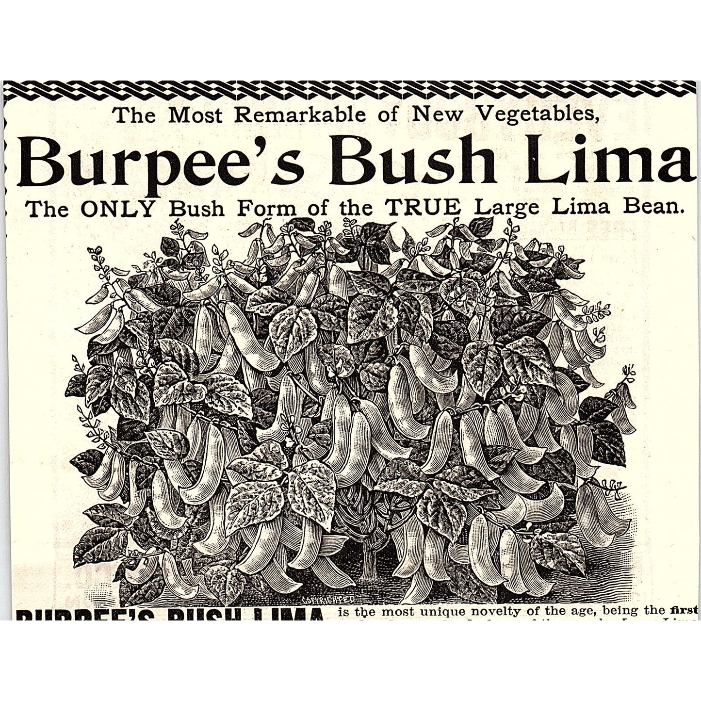 Northrup, Braslan & Goodwin Co Pansies Seeds Minneapolis MN 1892 Ad AG2-H5