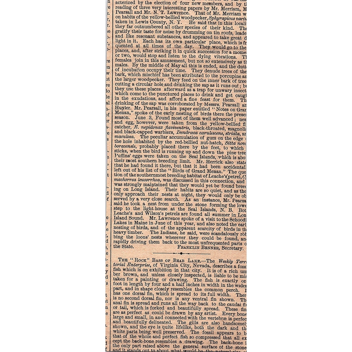 A Seasonable Fish Culture - London Field 1878 Article AG2-7