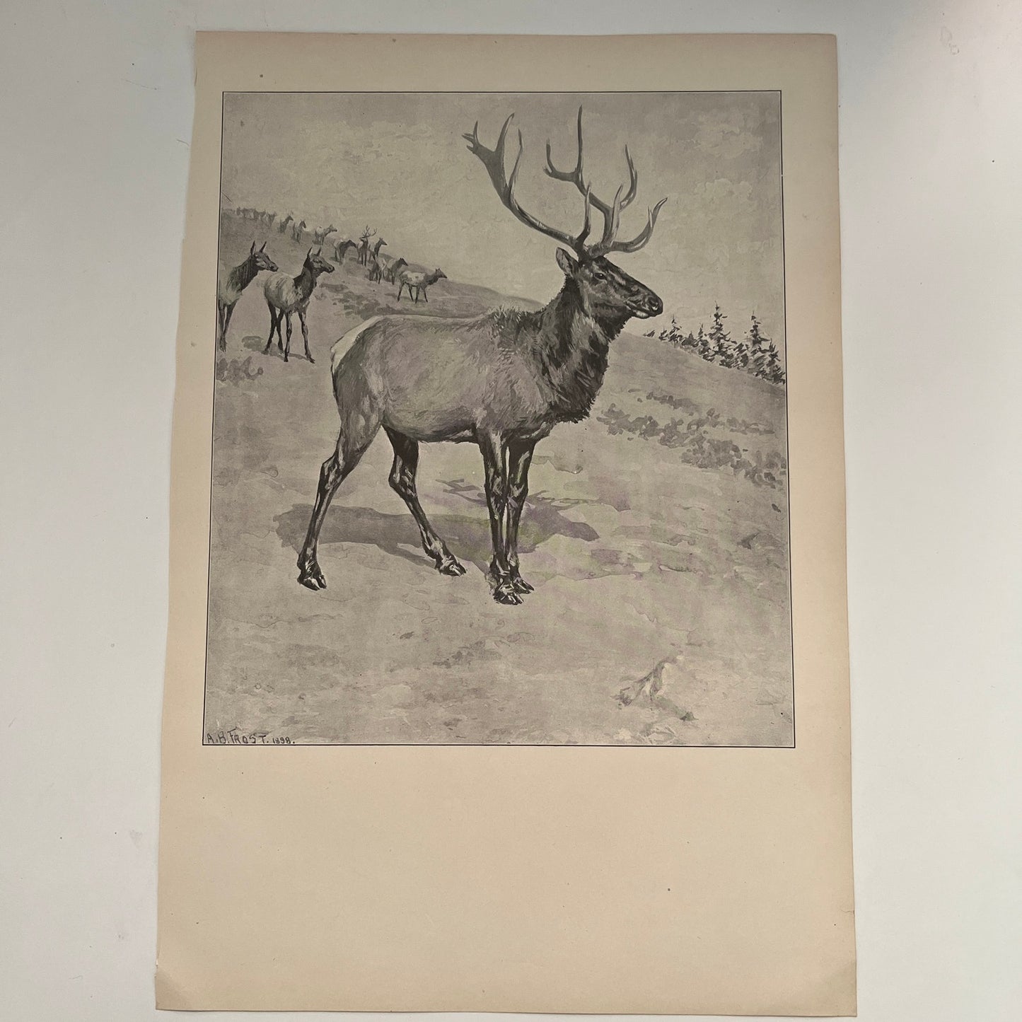 King of the Herd - Elk Buck Scene - Original 1904 A.B. Frost Art Print V26-4
