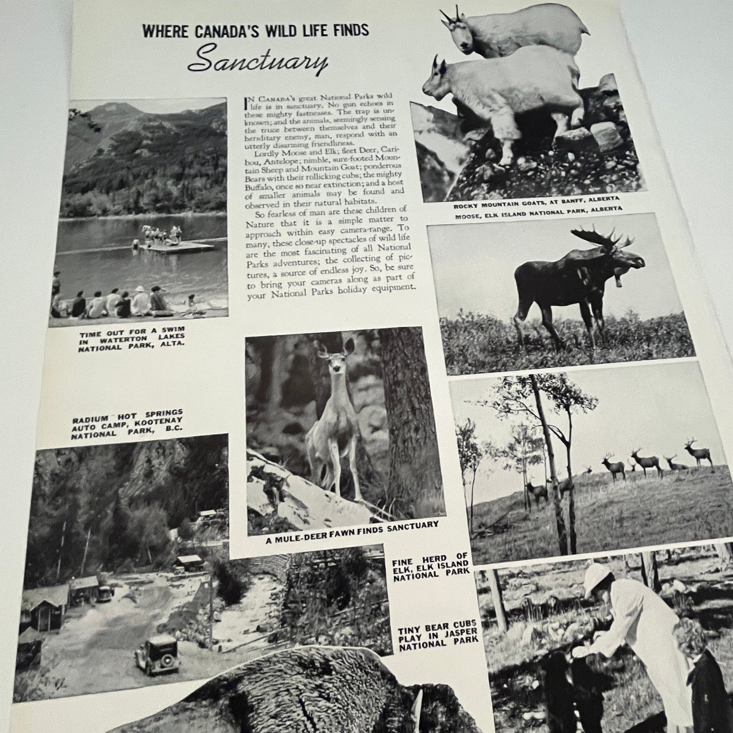 Where Canada's Wild Life Finds Sanctuary 1941 Magazine Picture SV1-4