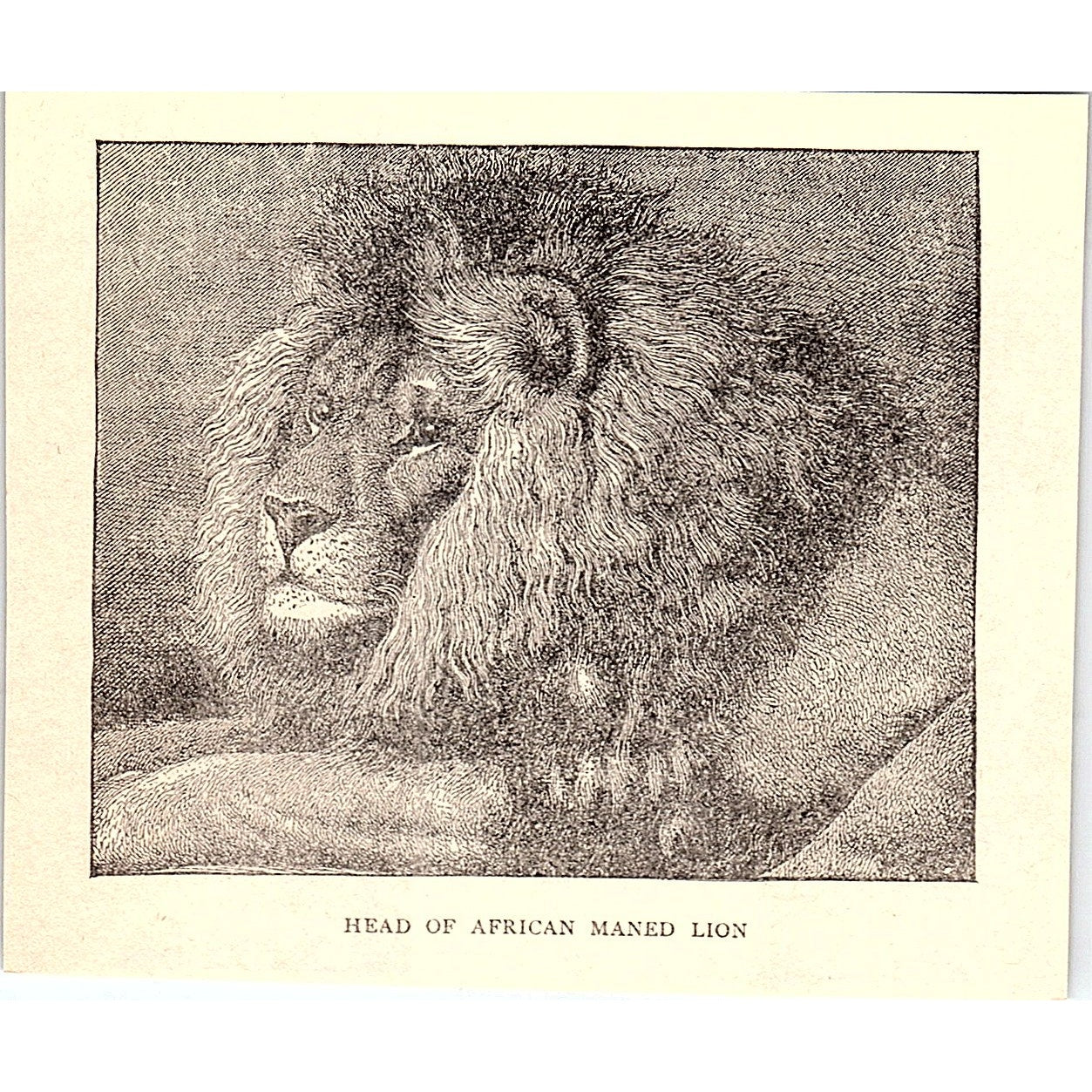Head of African Maned Lion 1902 Engraving Plate AF4-H1