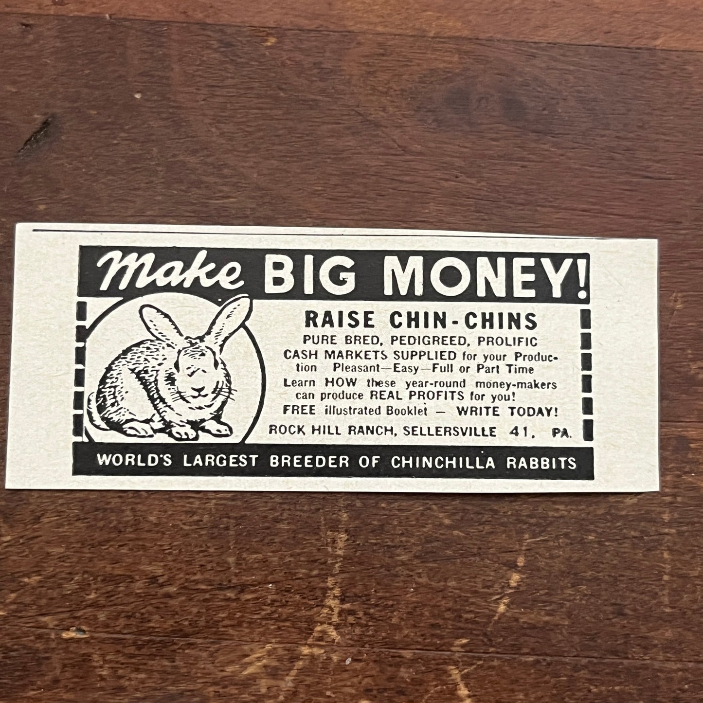 Rock Hill Ranch Sellersville Raise Chin-Chins Chinchilla Rabbits 1955 Ad AF9-S1