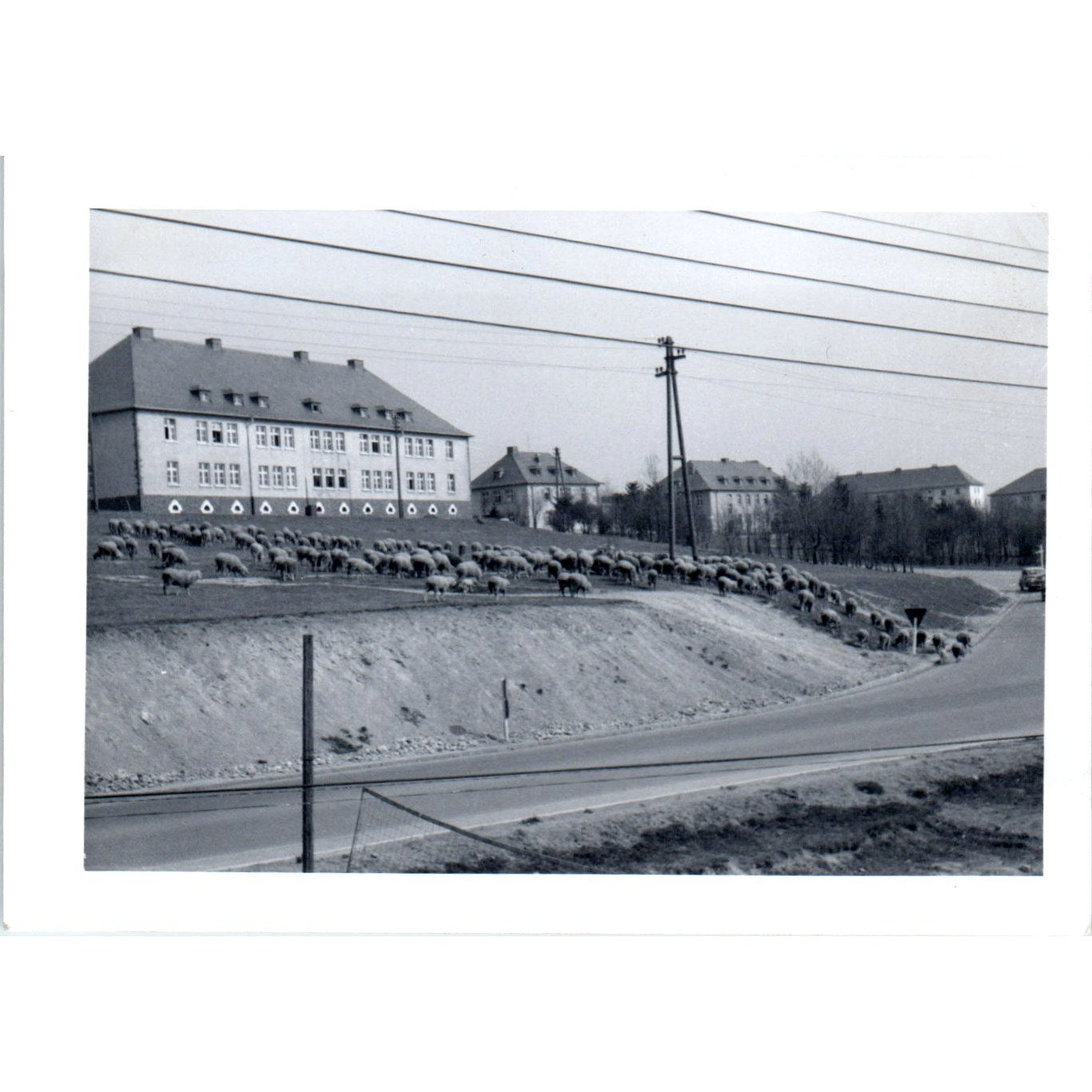 Sheep Grazing Smith Barracks Baumholder Postwar Germany c1954 Army Photo AF1-AP5