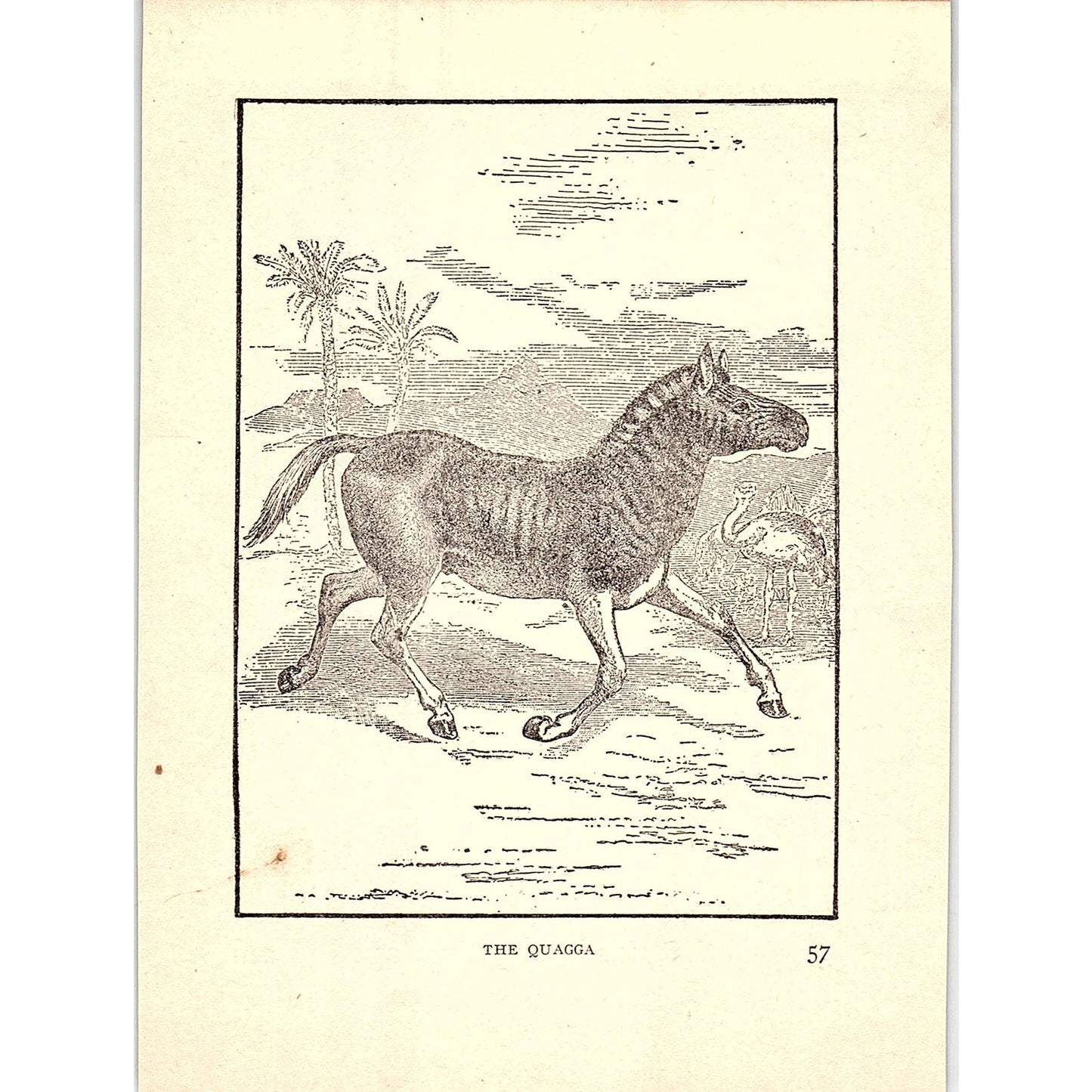The Quagga 1902 Engraving Plate AF4-H4