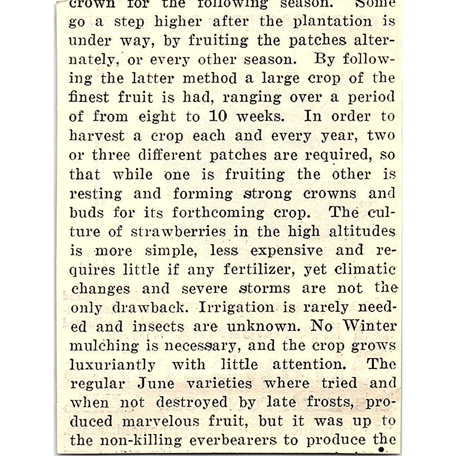C.S. Kempton & Co Strawberries Springfield MA 1924 Ad AG3-S16