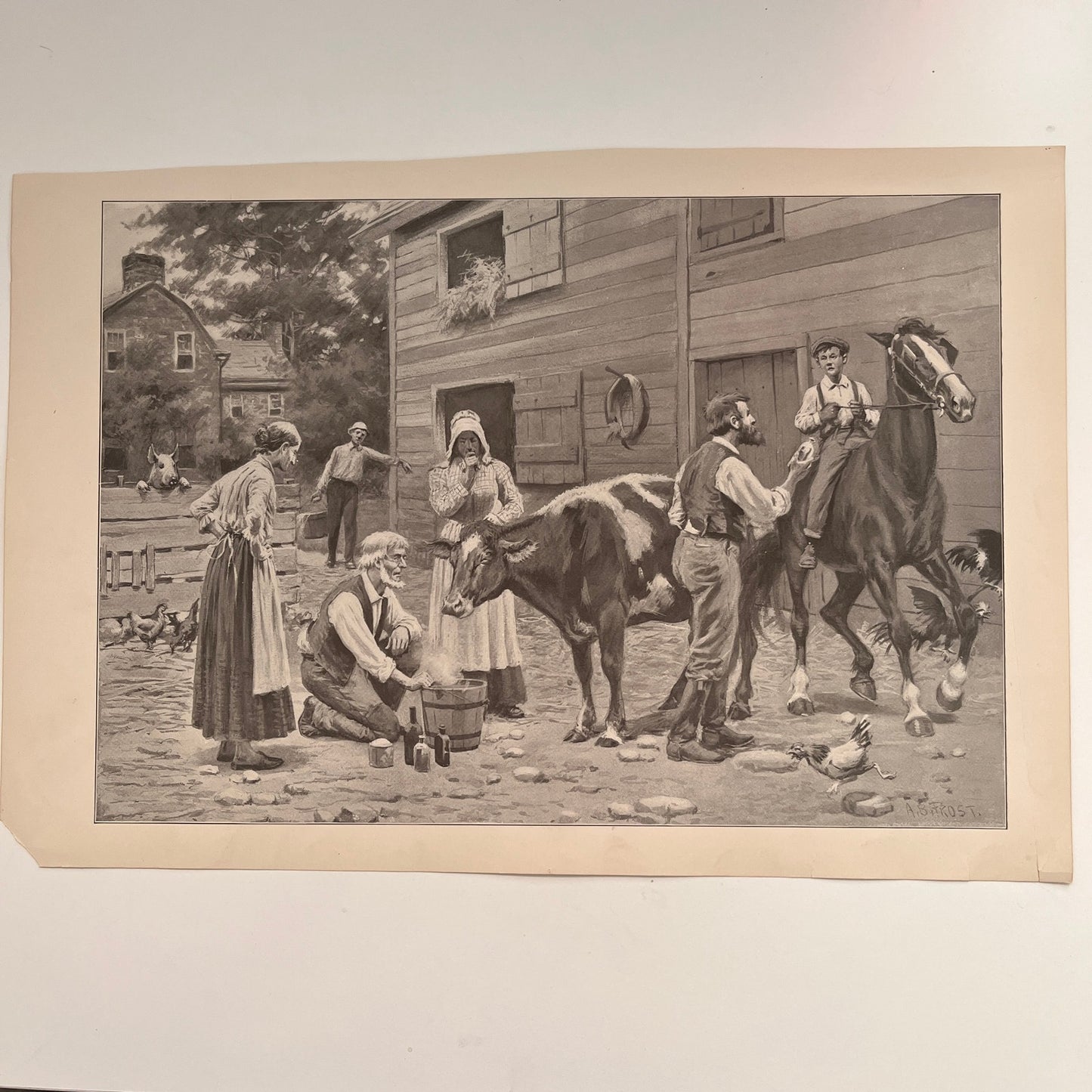 The Sick Cow - Farming Scene - Original 1904 A.B. Frost Art Print V26-4