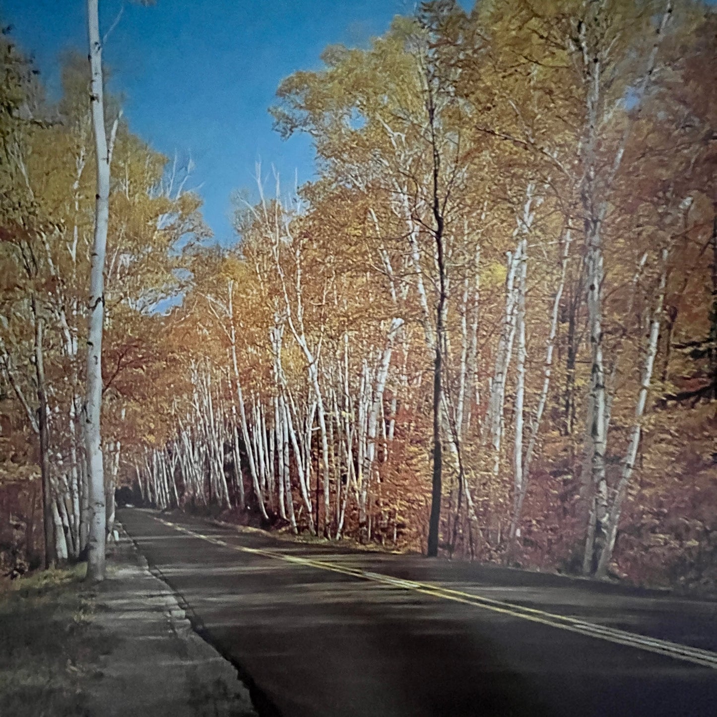 Shelburne Birches White Mountains New Hampshire 12x16" Art Print FL1