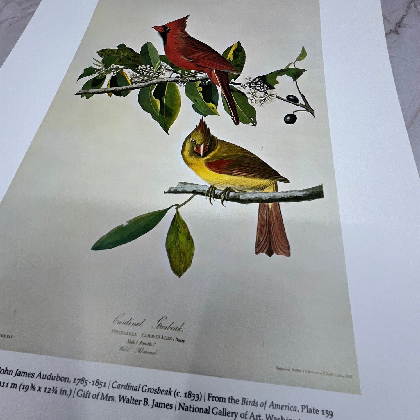 Cardinal Grosbeak John James Audubon Art Print 11x14 FL6-4