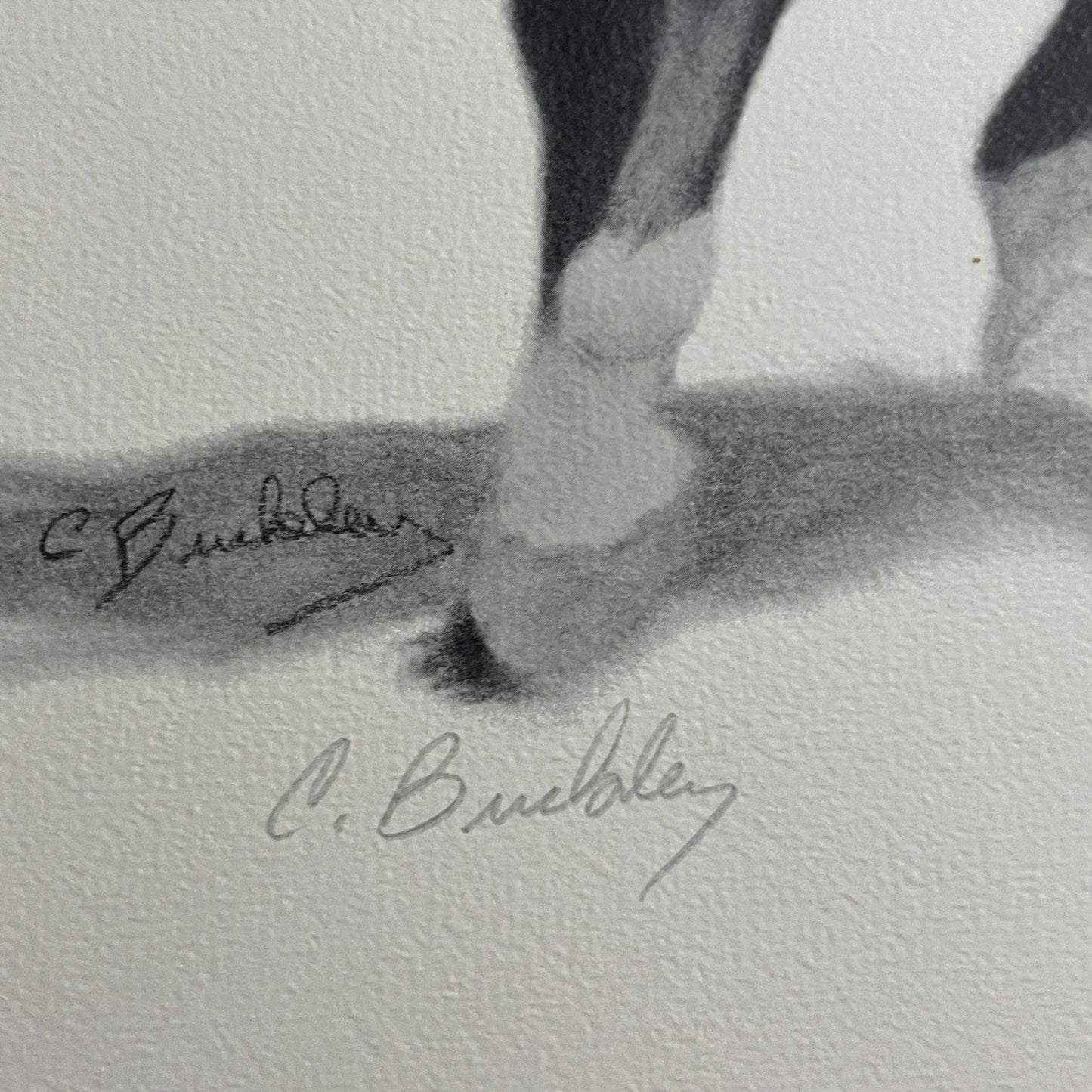 Black Stallion Horse Charcoal Print Signed C. Buckley #150 - 16x20"