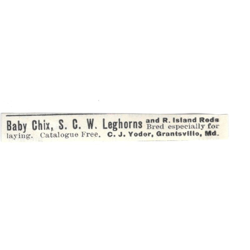 C.J. Yoder Baby Leghorns Grantsville MD 1924 Ad AG3-S5