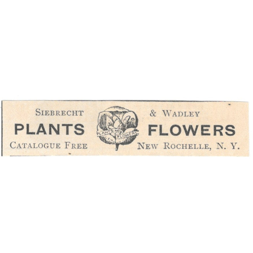 Siebrecht & Wadley Plants and Flowers New Rochelle NY 1892 Magazine Ad AK6-S4
