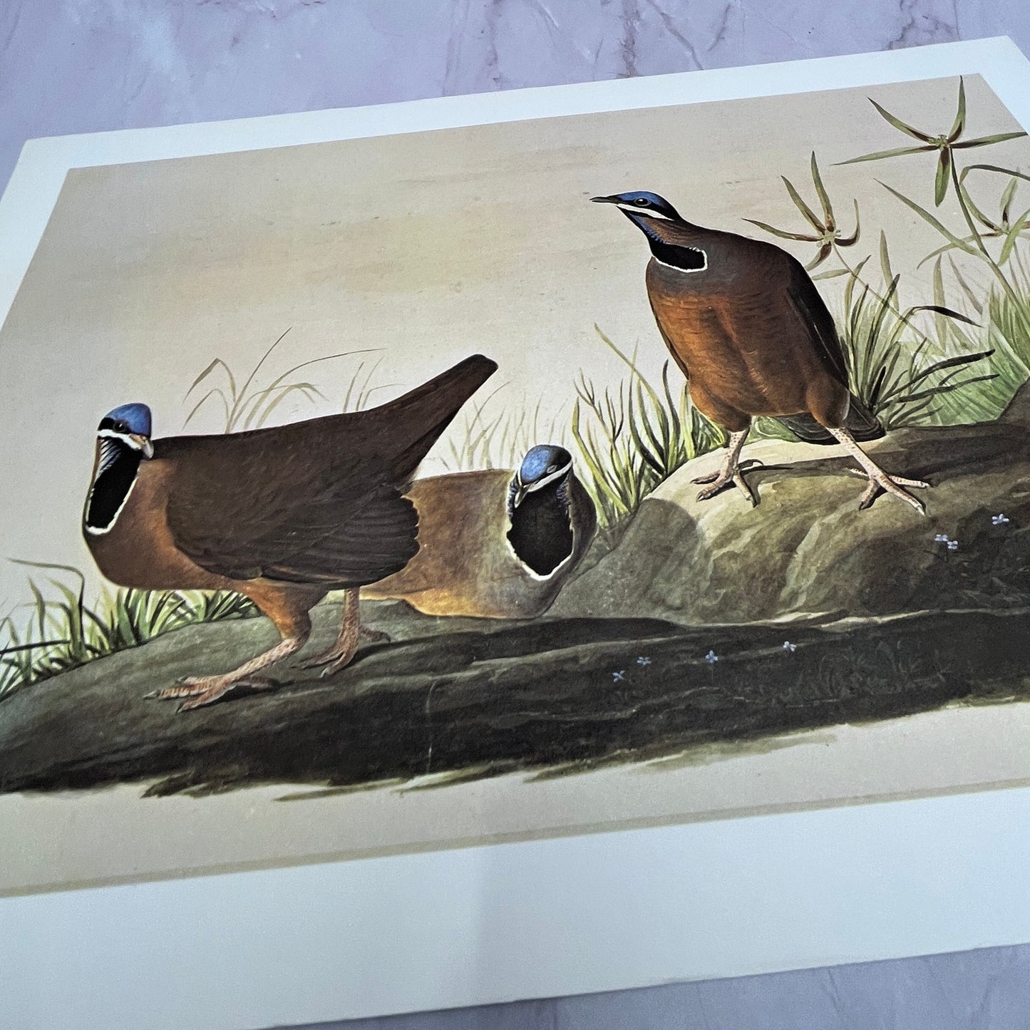 Blue Headed Ground Dove - John Audubon Vintage 11x15" Art Print V21