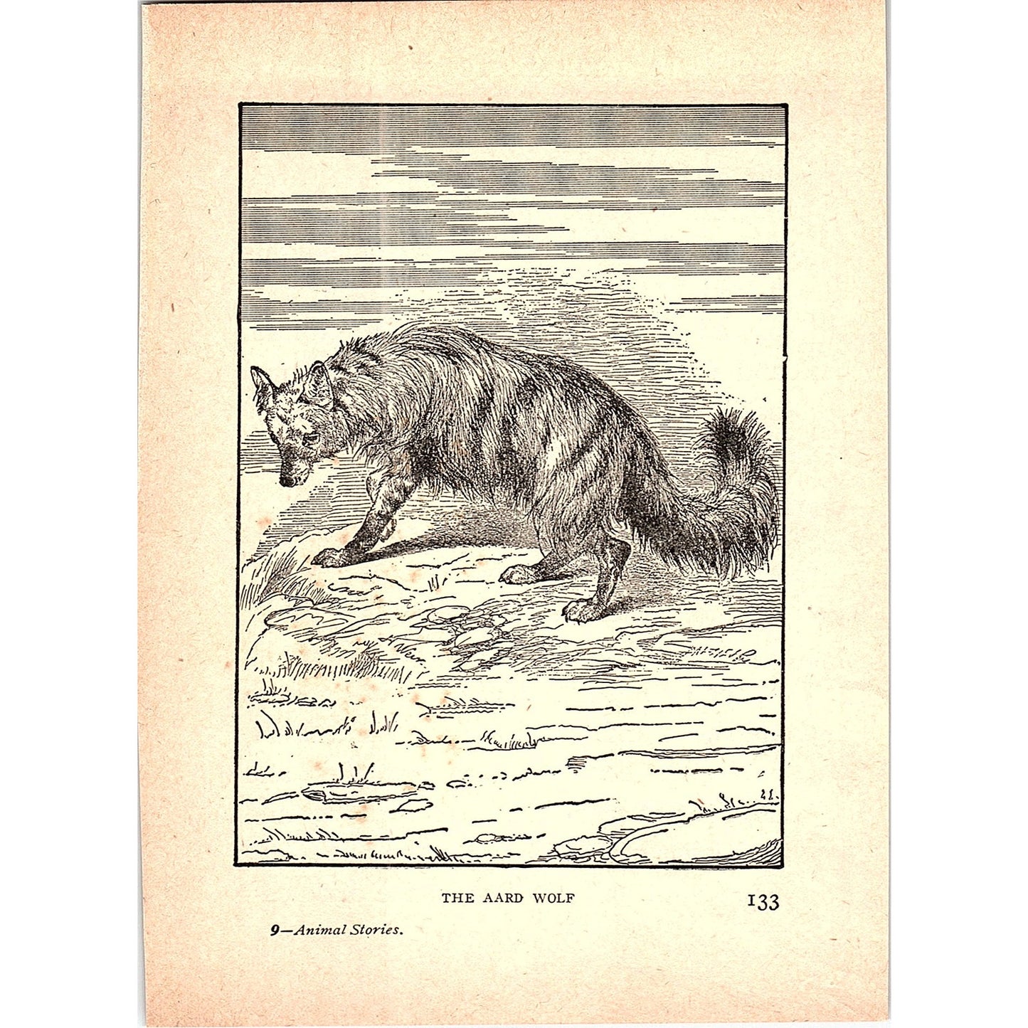 The Aard Wolf 1902 Engraving Plate AF4-H3