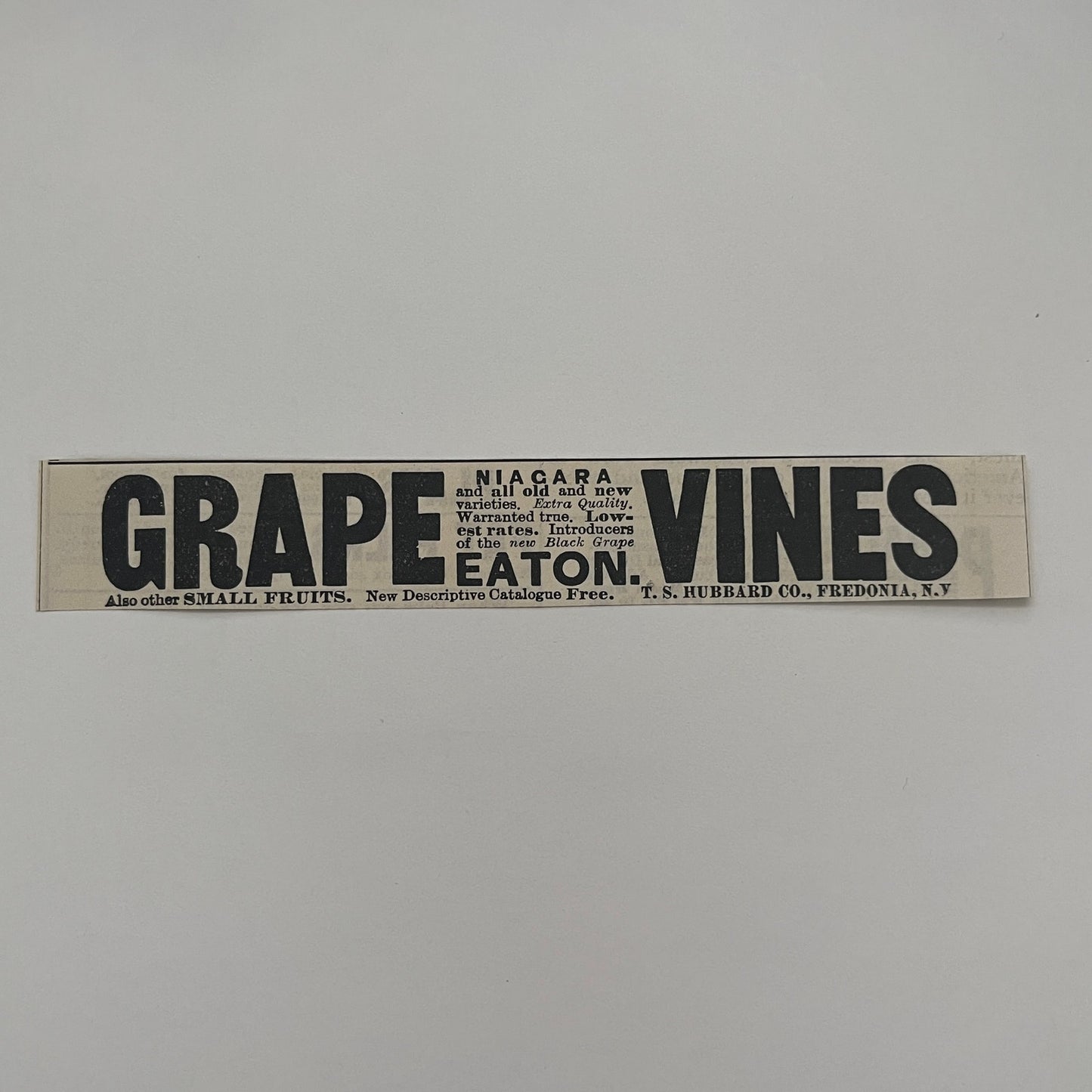 Eaton Niagara Grape Vines T.S. Hubbard Co Fredonia NY 1892 Ad AG2-7