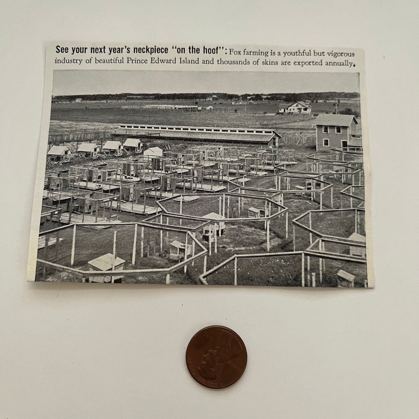 On the Hoof Fox Farming Prince Edward Island 1941 Magazine Picture SAG4-H2