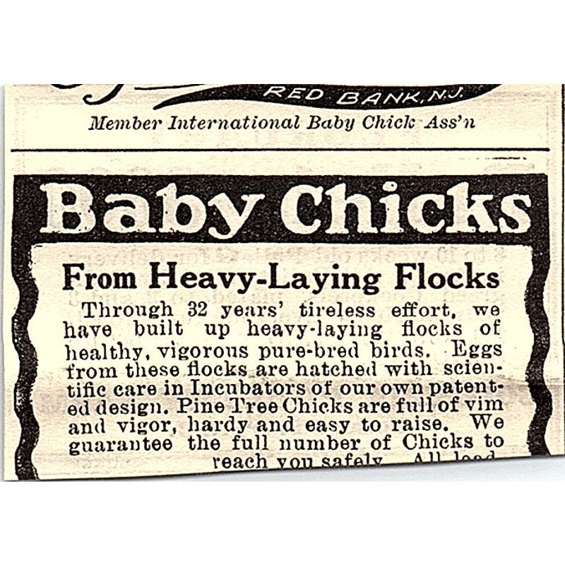 Columbia Poultry Farm Pullets Toms River NJ 1924 Ad AG3-S17