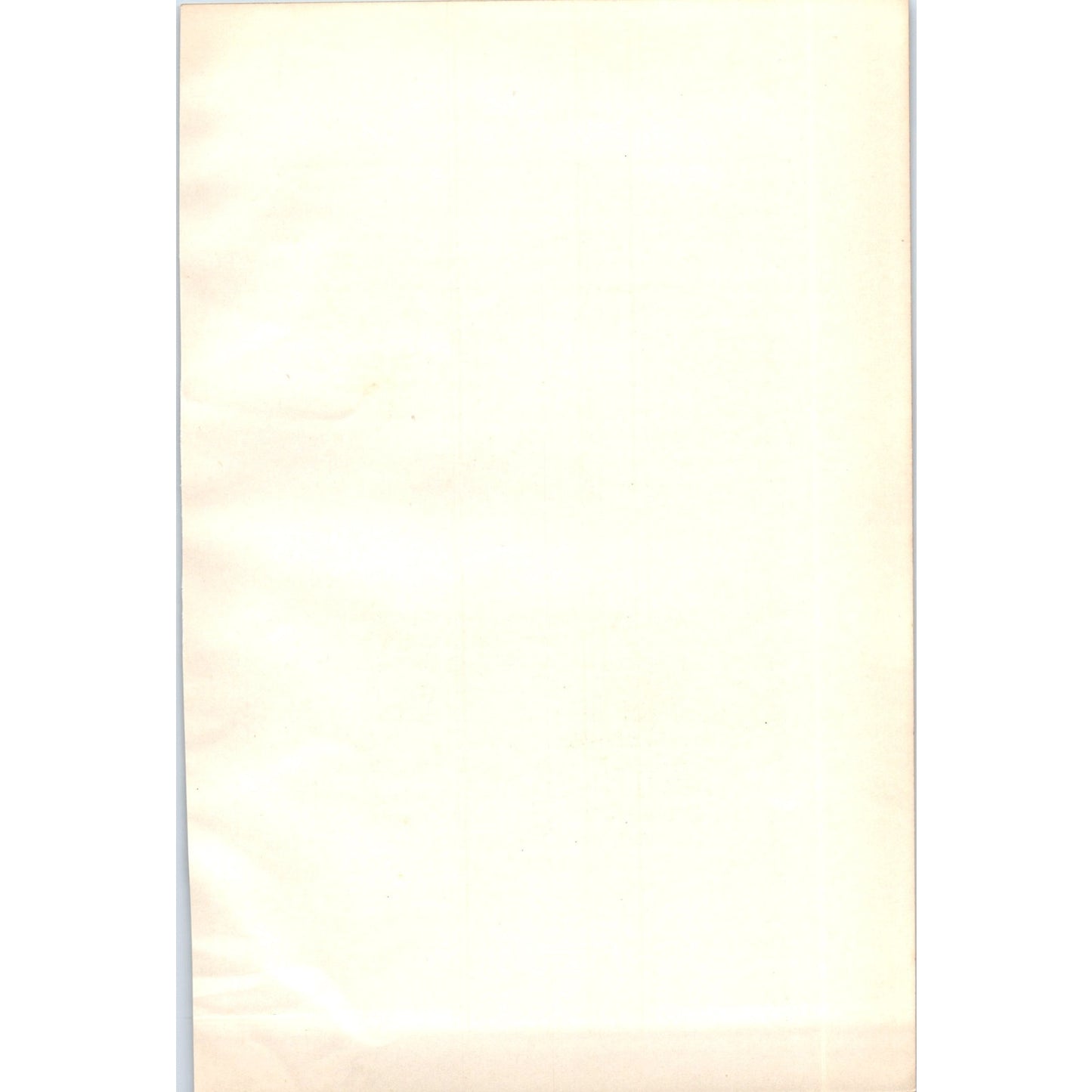 Sanderling Bird 1903 Original Color Engraving Plate Print AD8-B2