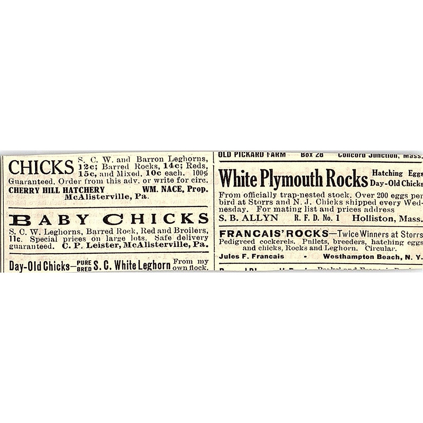 Picturesque Poultry Farm Baby Chicks Trenton Junction NJ 1924 Ad AG3-M4