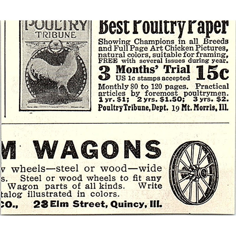 C.W. Phelps & Son Famous Golden Queen Bees Binghamton NY 1926 Ad AG3-S23