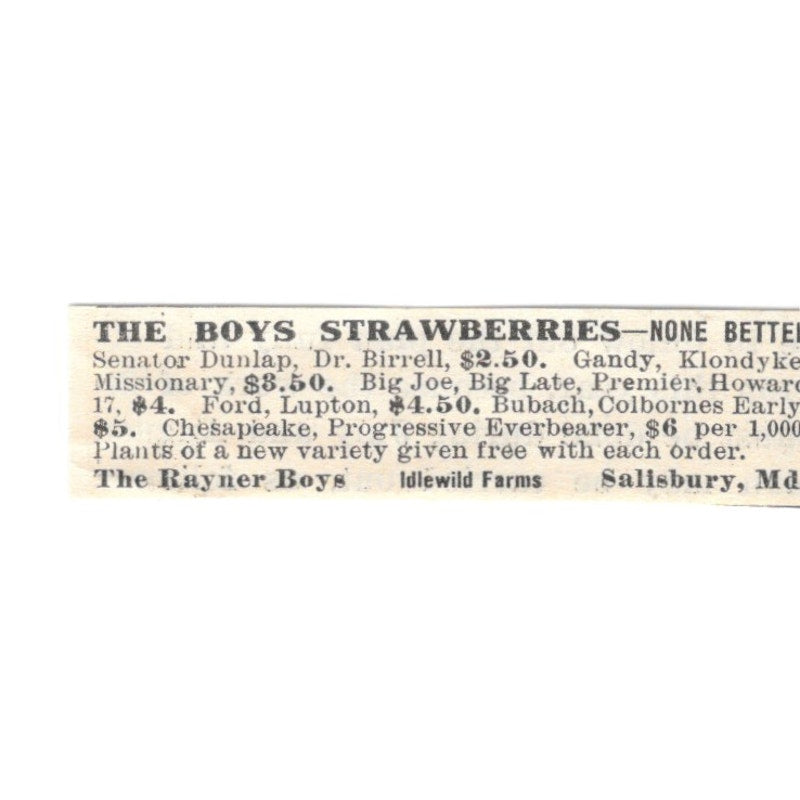 The Rayner Boys Strawberries Idlewild Farms Salisbury MD 1924 Ad AG3-S7