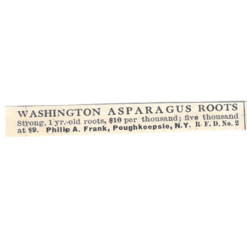 Philip A Frank Washington Asparagus Roots Poughkeepsie NY 1924 Ad AG3-S7