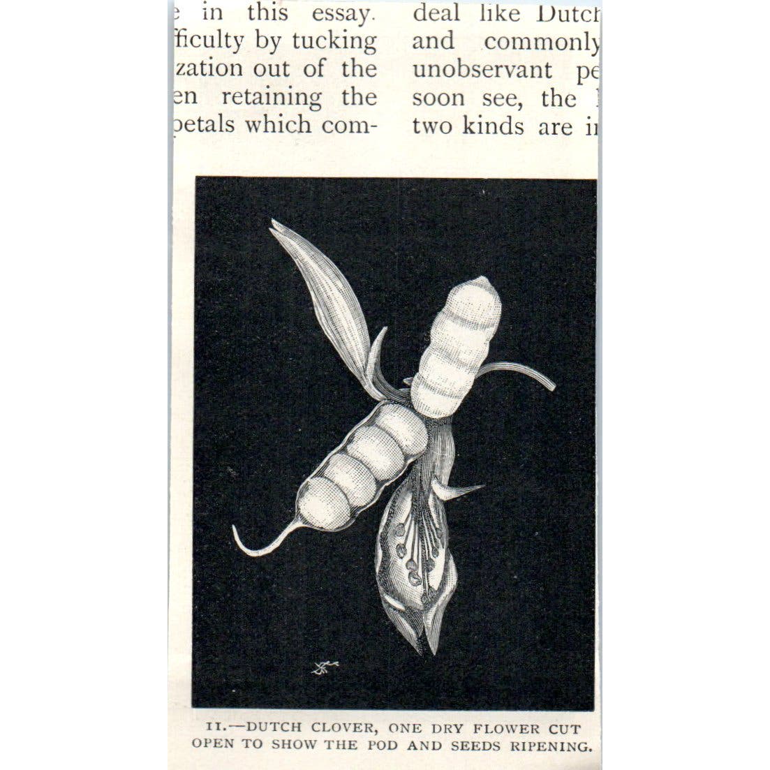 Dutch Clover A Solitary Old Maid 1897 Victorian Engraving AE9-TS12