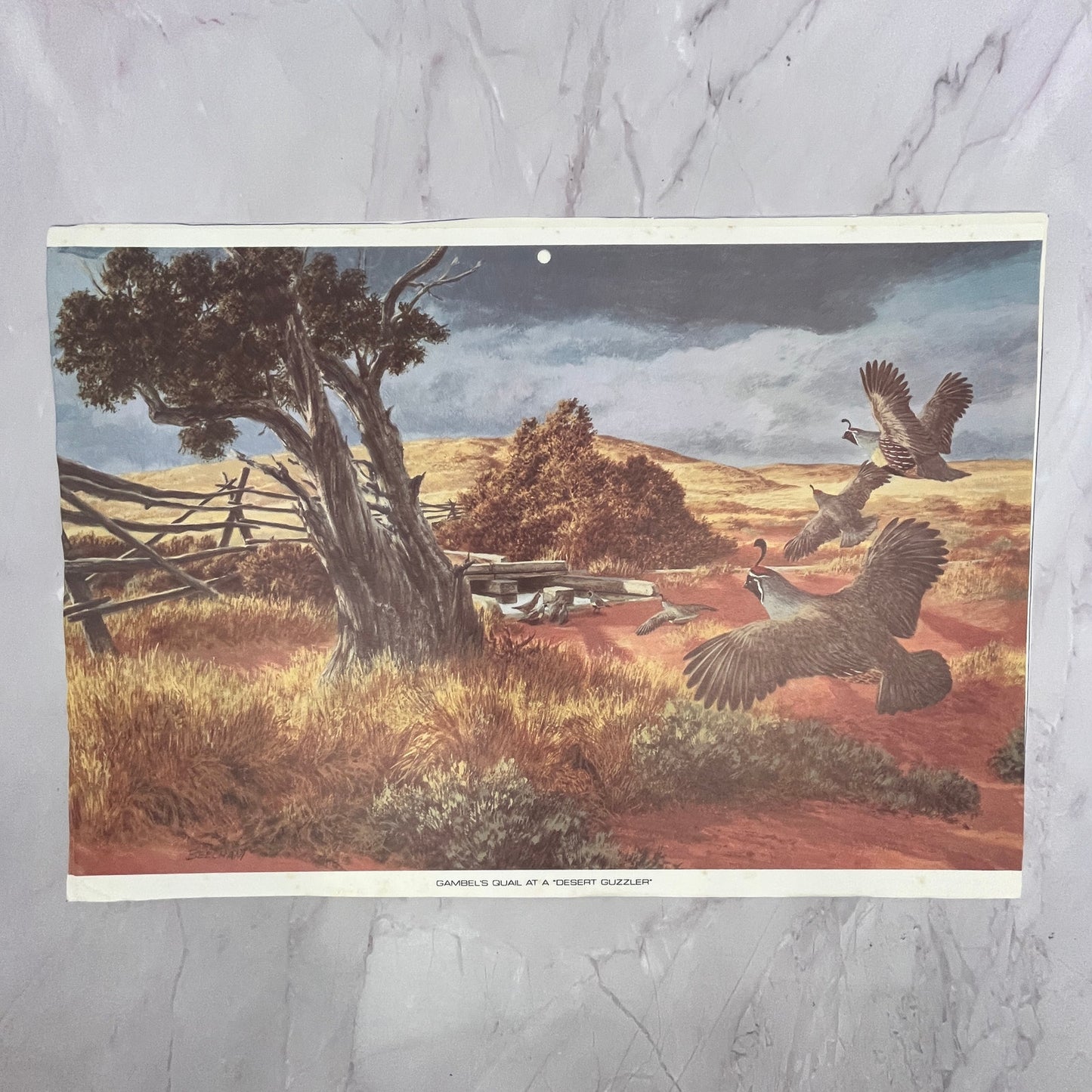 Gambel's Quail at a Desert Guzzler - Beecham 10x14" Art Print V23