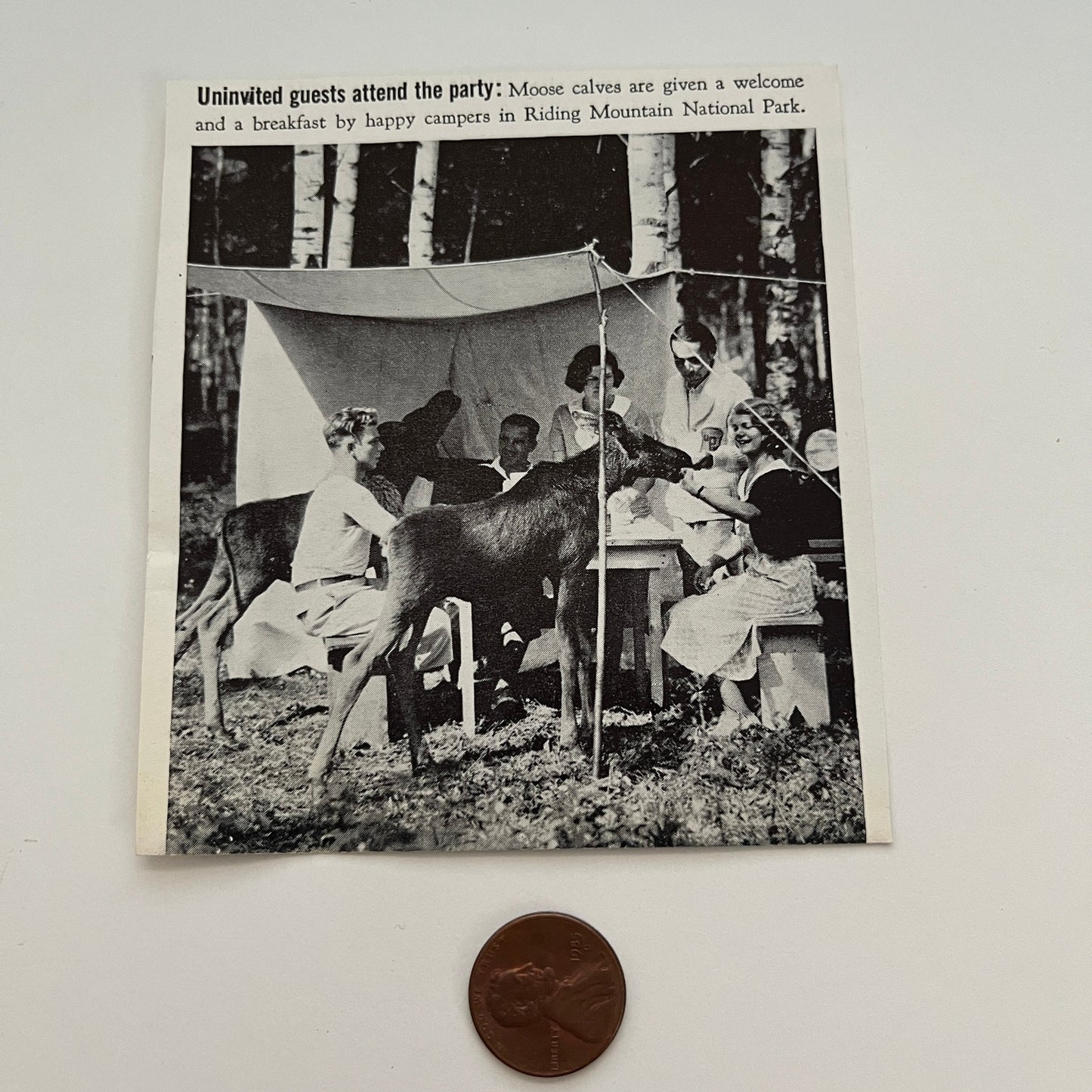 Uninvited Guests Moose Calves Onanole MB Canada 1941 Magazine Picture SAG4-H2