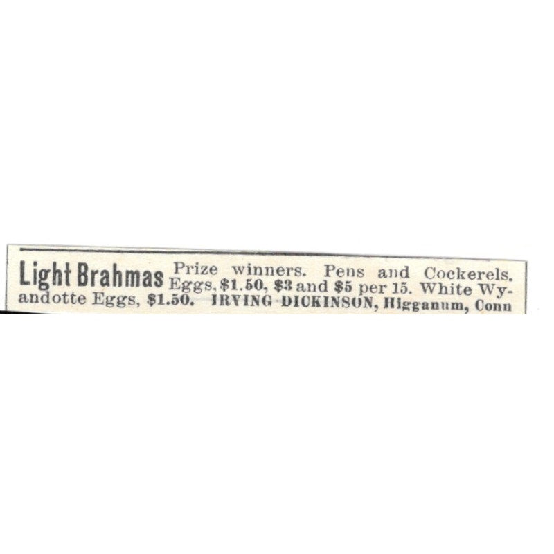 Irving Dickinson Light Brahmas Higganum CT 1924 Ad AG3-S8